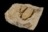Ordovician Gastropod (Trochonema) Fossil - Wisconsin #173941-1